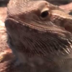 Meet your Posher, Maya